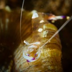 Anilao_Apo - 78.jpg
