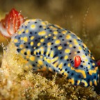 Anilao_Apo - 79.jpg