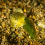 Anilao_Apo - 94.jpg