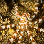 Anilao_Apo - 97.jpg