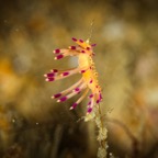 Anilao_Apo - 98.jpg