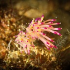 Anilao_Apo - 100.jpg