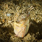 Anilao_Apo - 102.jpg