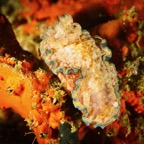 Anilao_Apo - 104.jpg