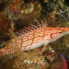 Anilao_Apo - 105.jpg