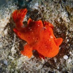 Anilao_Apo - 113.jpg