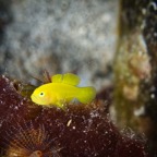 Anilao_Apo - 114.jpg