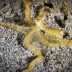 Anilao_Apo - 115.jpg