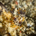 Anilao_Apo - 117.jpg