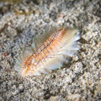 Anilao_Apo - 119.jpg