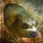 Anilao_Apo - 122.jpg
