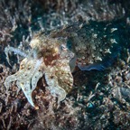 Anilao_Apo - 124.jpg