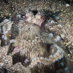 Anilao_Apo - 125.jpg