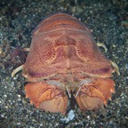 Anilao_Apo - 127.jpg