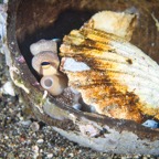 Anilao_Apo - 128.jpg