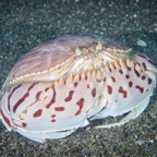 Anilao_Apo - 130.jpg