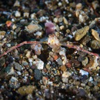 Anilao_Apo - 131.jpg