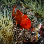 Anilao_Apo - 134.jpg
