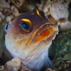 Anilao_Apo - 143.jpg