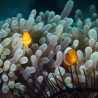 Anilao_Apo - 144.jpg