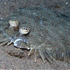 Bali 200803.jpg