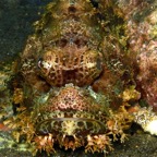 Bali 200805.jpg