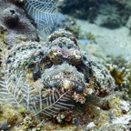 Bali 200806.jpg