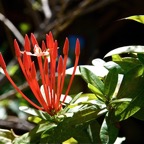 Bali 200810.jpg