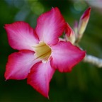 Bali 200811.jpg
