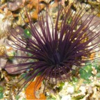 Bali 200812.jpg