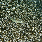 Bali 200813.jpg
