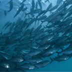 Bali 200830.jpg