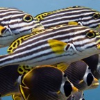 Bali 200837.jpg