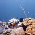 Bali 200842.jpg