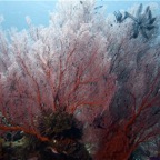 Bali 200844.jpg