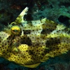 Bali 200849.jpg
