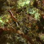 Bali 200850.jpg