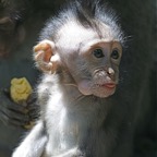 Bali 200857.jpg