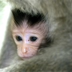 Bali 200858.jpg