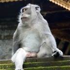 Bali 200860.jpg