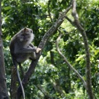 Bali 200861.jpg