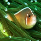 Bali 200868.jpg