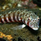 Bali 200869.jpg