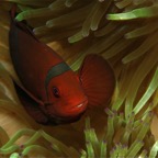 Bali 200870.jpg