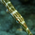 Bali 200873.jpg