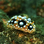 Bali 200874.jpg