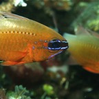 Bali 200875.jpg