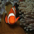 Bali 200880.jpg