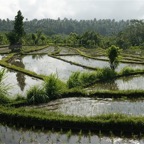 Bali 200885.jpg