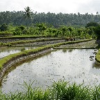 Bali 200886.jpg